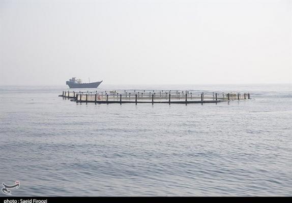 ۲۰ میلیون قطعه ماهی کلمه امسال در دریای خزر رهاسازی شد 