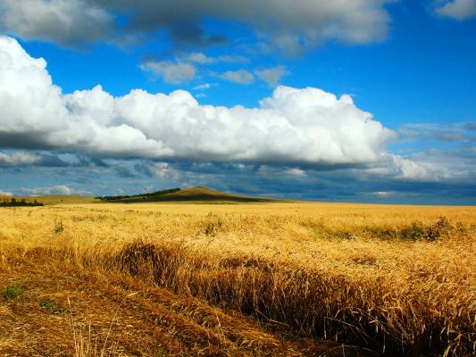  Kazakhstan's wheat production forecast at 13 million tonnes