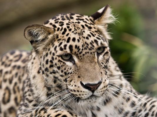 Persian leopards set to make roaring comeback in Russia's Western Caucasus