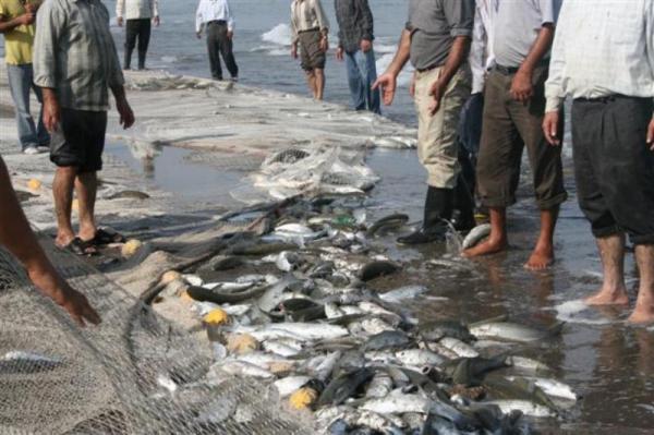 آب رفتگی قد و قامت ماهیان دریای خزر با آلودگی