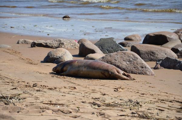 В Каспийском море погибли 40 тюленей