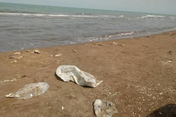 تلفات ماهیان در ساحل گهرباران ناشی از آلودگی دریا نیست