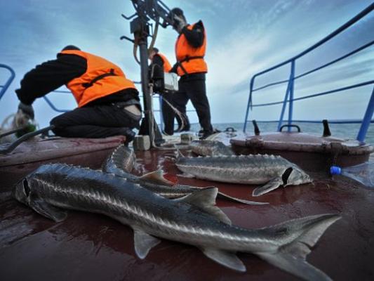 Рыба уходит: осетровые Каспия скоро могут исчезнуть