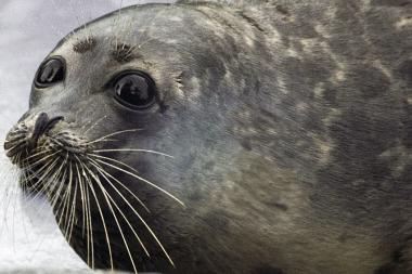 В Дагестане создадут реабилитационный центр по спасению каспийский тюленей